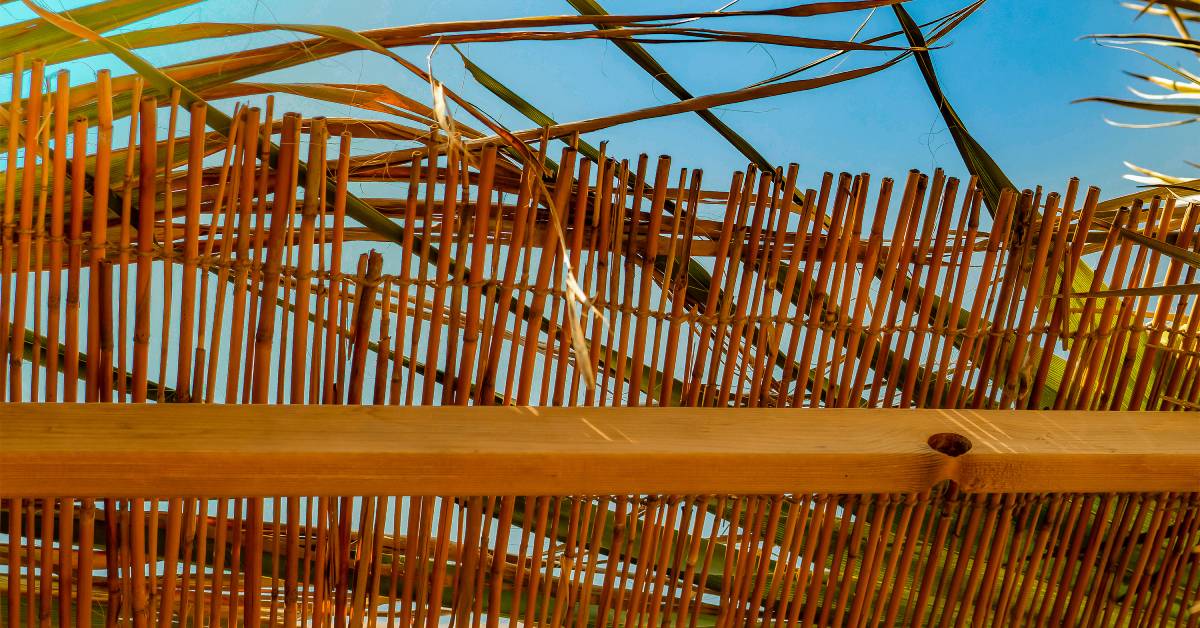 The roof of a traditional Sukkah—the temporary hut used during the Jewish holiday Sukkot—made from reeds and leaves.