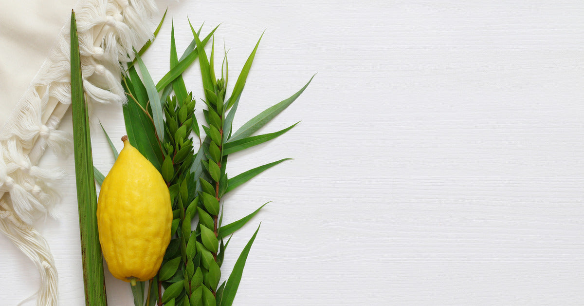 The four traditional symbols of the fall festival of Sukkot—etrog, lulav, hadas, arava—against a white background.